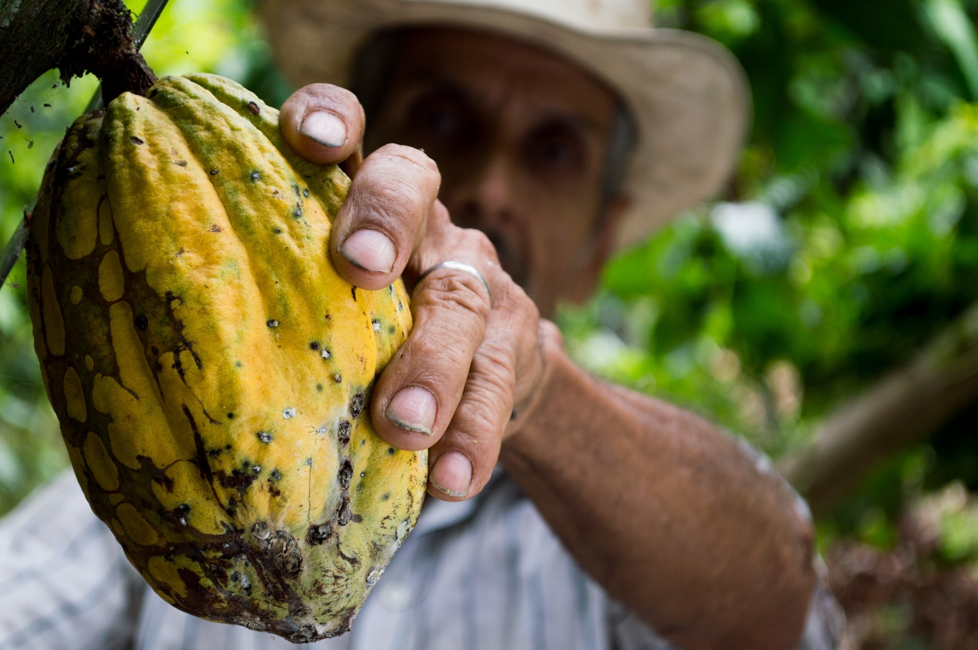 Cadmio en el cacao colombiano: una encrucijada económica, científica y social