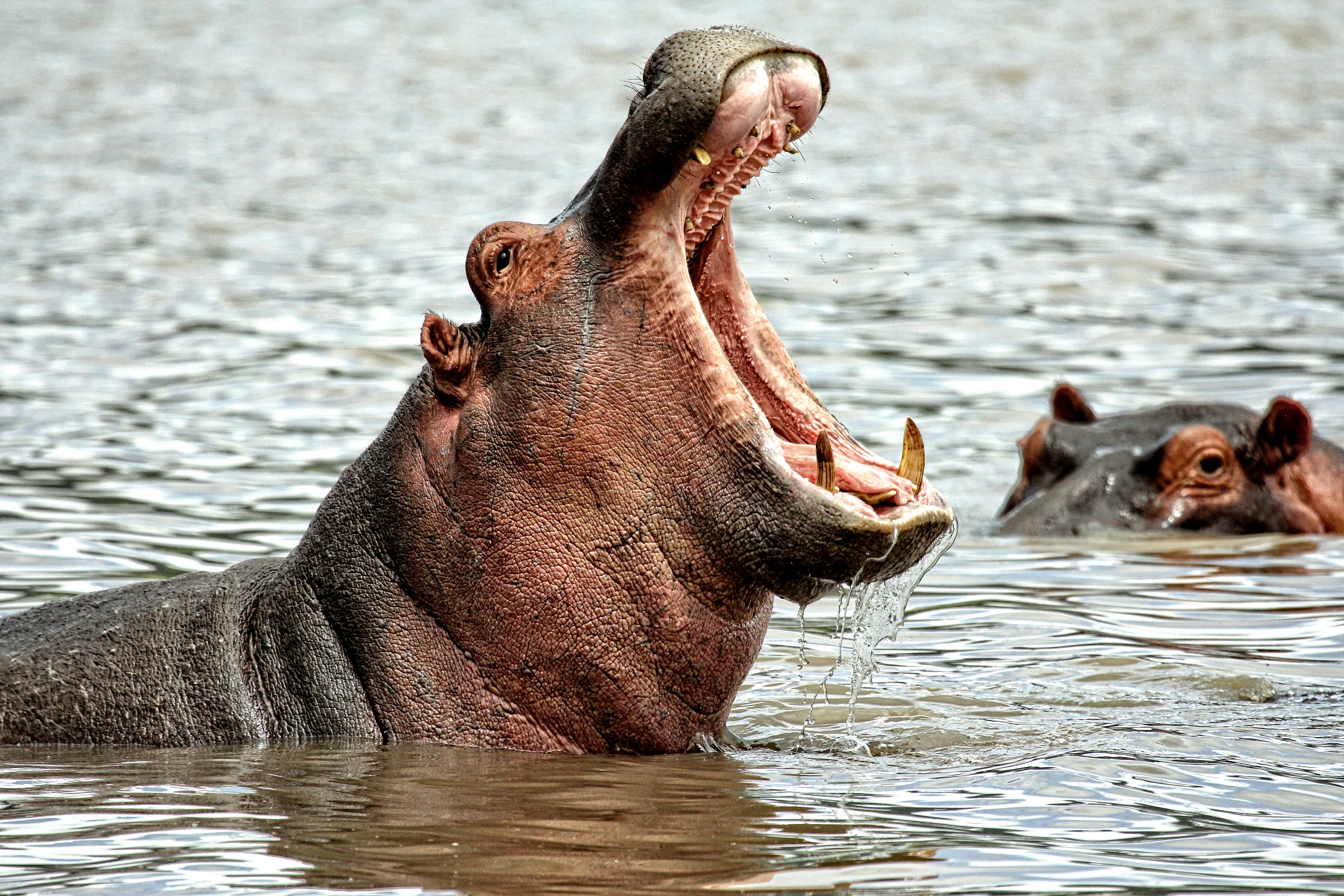 Expertos opinan sobre la declaratoria de los hipopótamos como especie invasora
