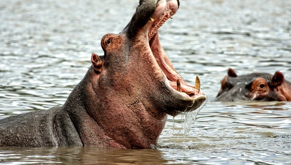 Expertos opinan sobre la declaratoria de los hipopótamos como especie invasora
