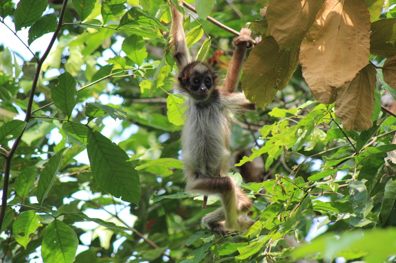Entre montañas y fusiles: así viven los primates en la Serranía de San Lucas