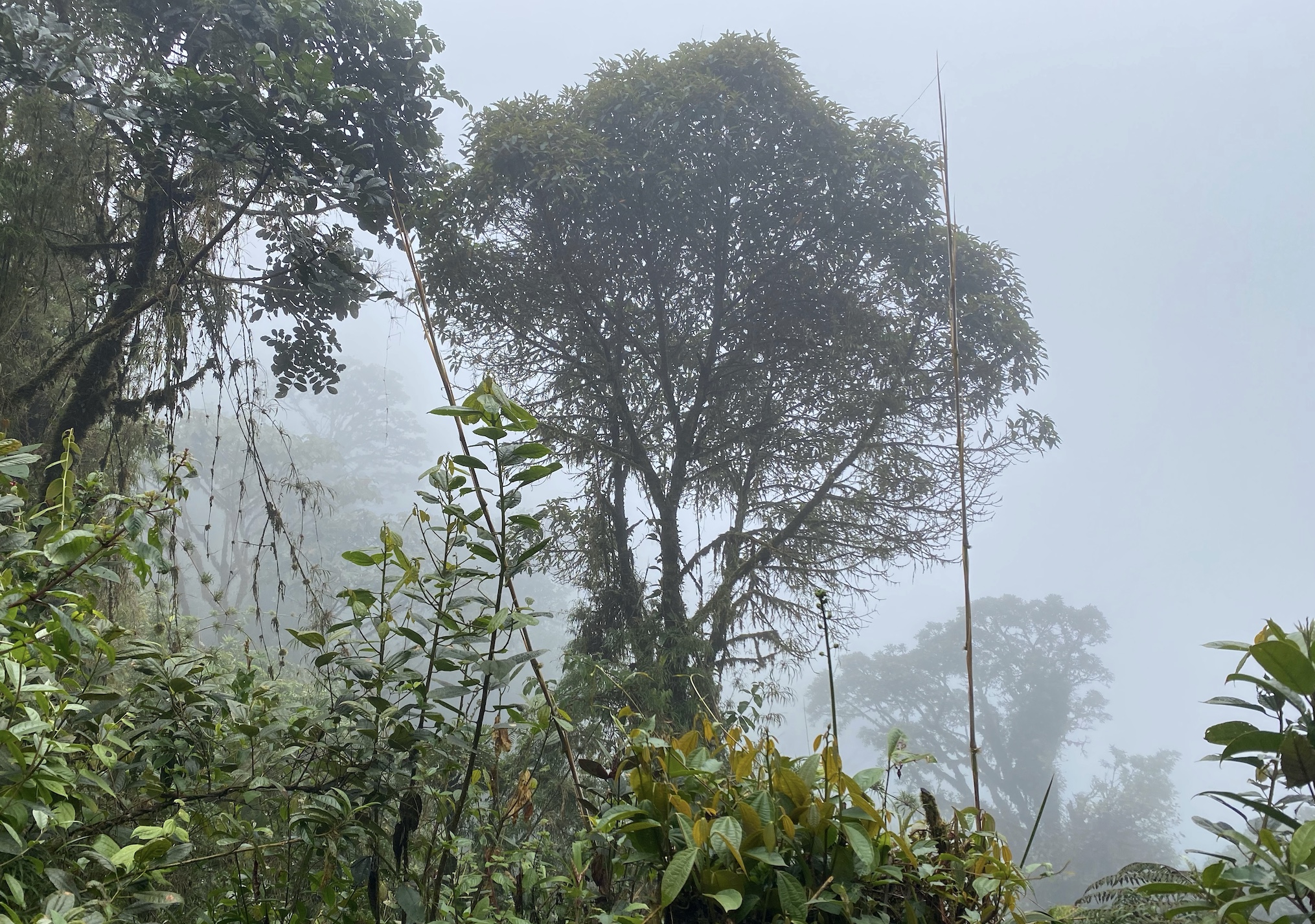 Los bosques nublados tropicales y el cambio climático: el agua está en riesgo 