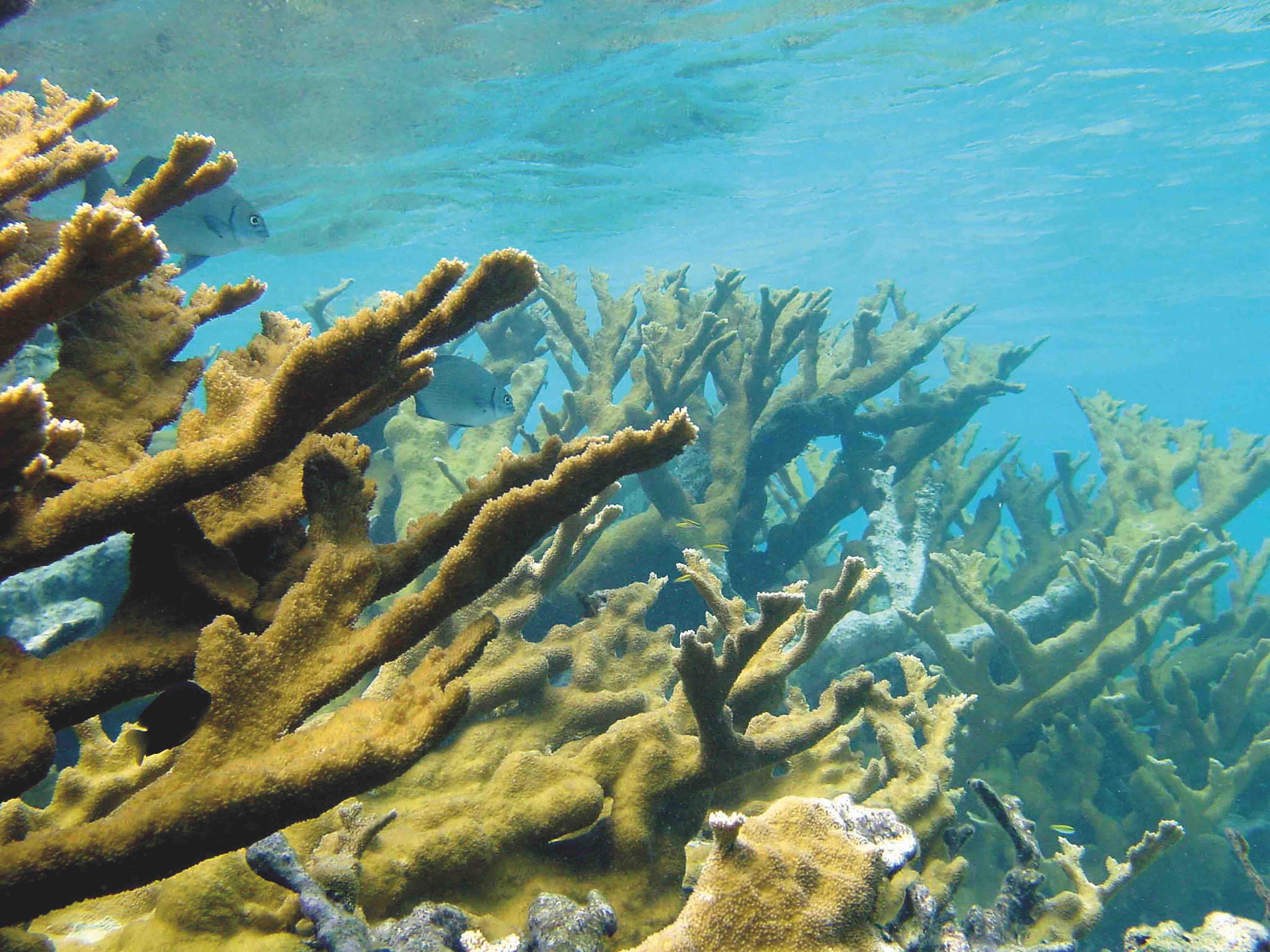 Cambio climático y microbioerosión en arrecifes coralinos: ¿quiénes depositarán la roca calcárea en el futuro?