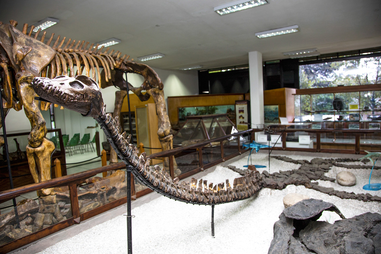 Fotografía del plesiosaurio exhibido en el Museo José Royo y Gómez, del Servicio Geológico Colombiano.