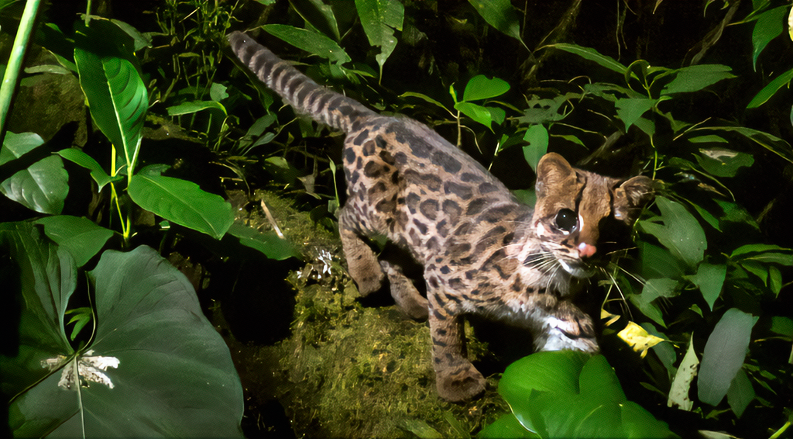 Leopardus tigrinus: el misterioso y vulnerable felino andino