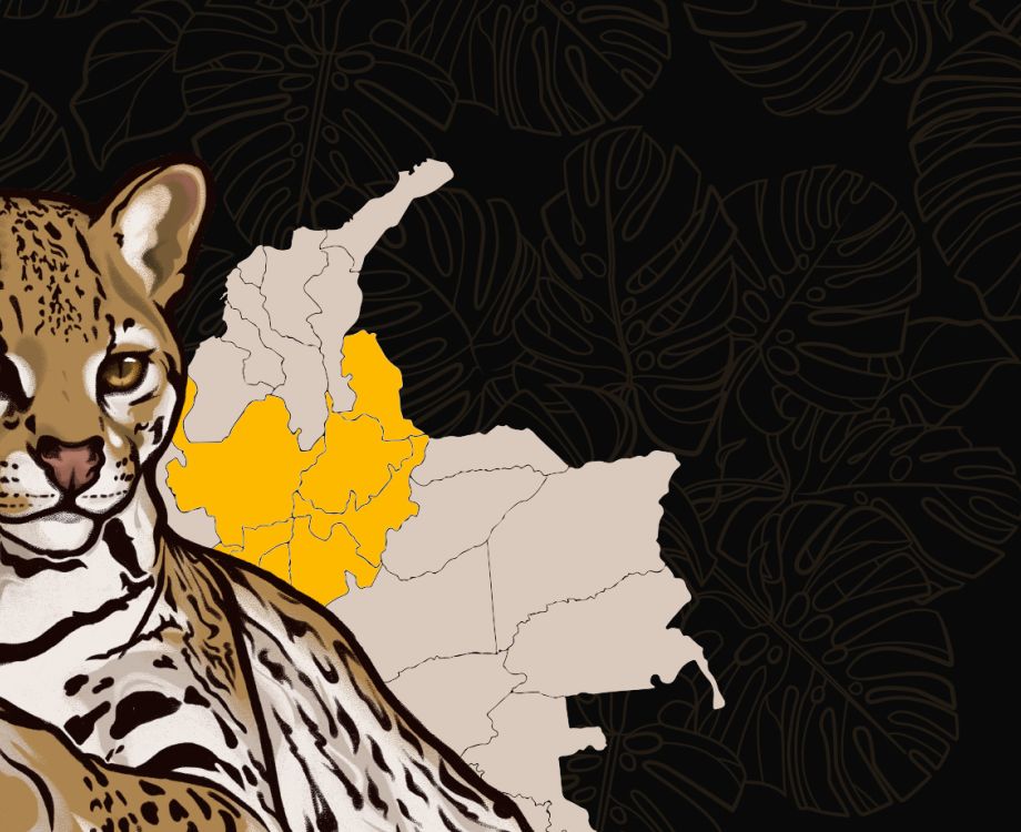 El misterioso y vulnerable felino andino