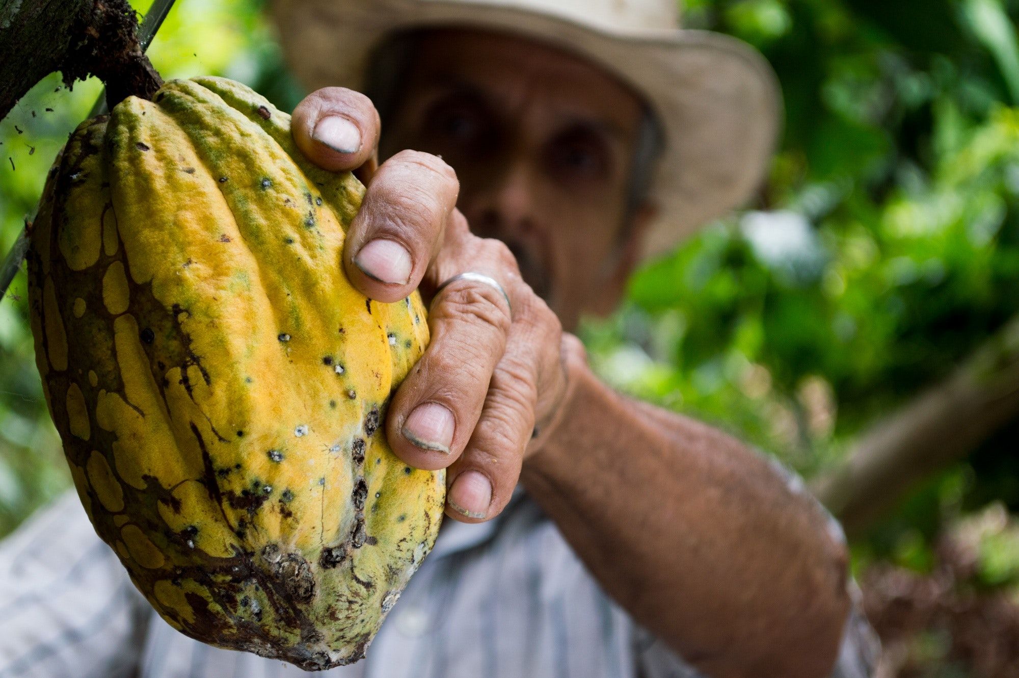 Cadmio en el cacao colombiano