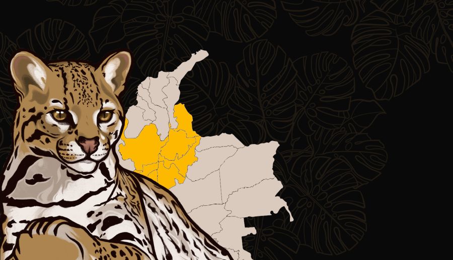 Leopardus tigrinus